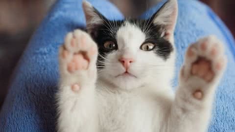 VETERINÁRIO NOS BAIRROS: gatos conseguem novo lar em São Vicente - Imagem: reprodução Freepik