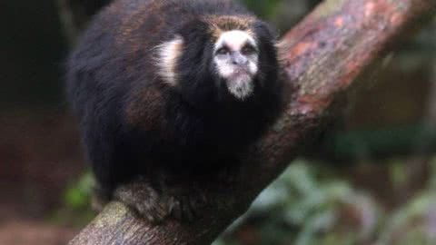 Orquidário de Santos recebe saguis ameaçados de extinção como novos habitantes - Imagem: reprodução Prefeitura de Santos