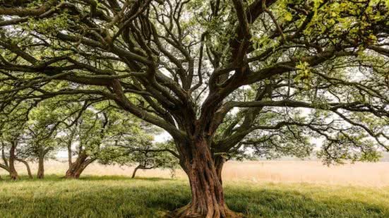 Árvore que reduz CO2 na atmosfera será instalada em Santos - Imagem: Reprodução/Freepik