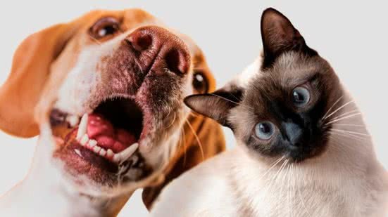 Cães e gatos estão disponíveis para adoção no litoral de SP; saiba detalhes - Imagem: Reprodução/Freepik