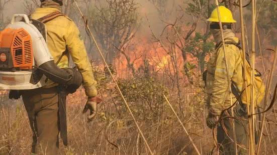 Medidas do Governo Lula reduzem desmatamento e evitam crise ambiental, afirma Marina Silva - Imagem: Divulgação / ICMBIO
