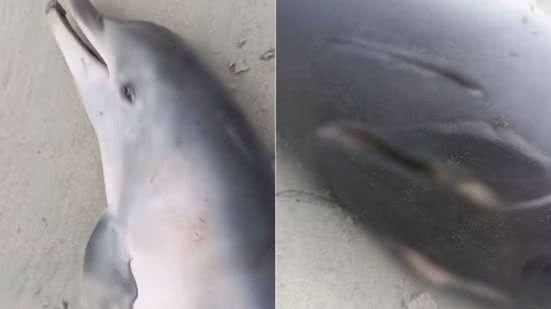 Boto recém nascido é encontrado morto com marcas de atropelamento no litoral de SP - Imagem: Divulgação/ IPeC