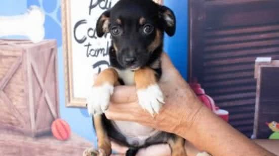 Animal para adoção - Imagem: Reprodução/PMS