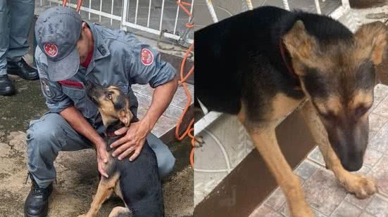 A equipe do 11º Grupamento de Bombeiros entrou em ação com técnicas especializadas e conseguiu libertá-la - Imagem: Reprodução/ Costa Norte