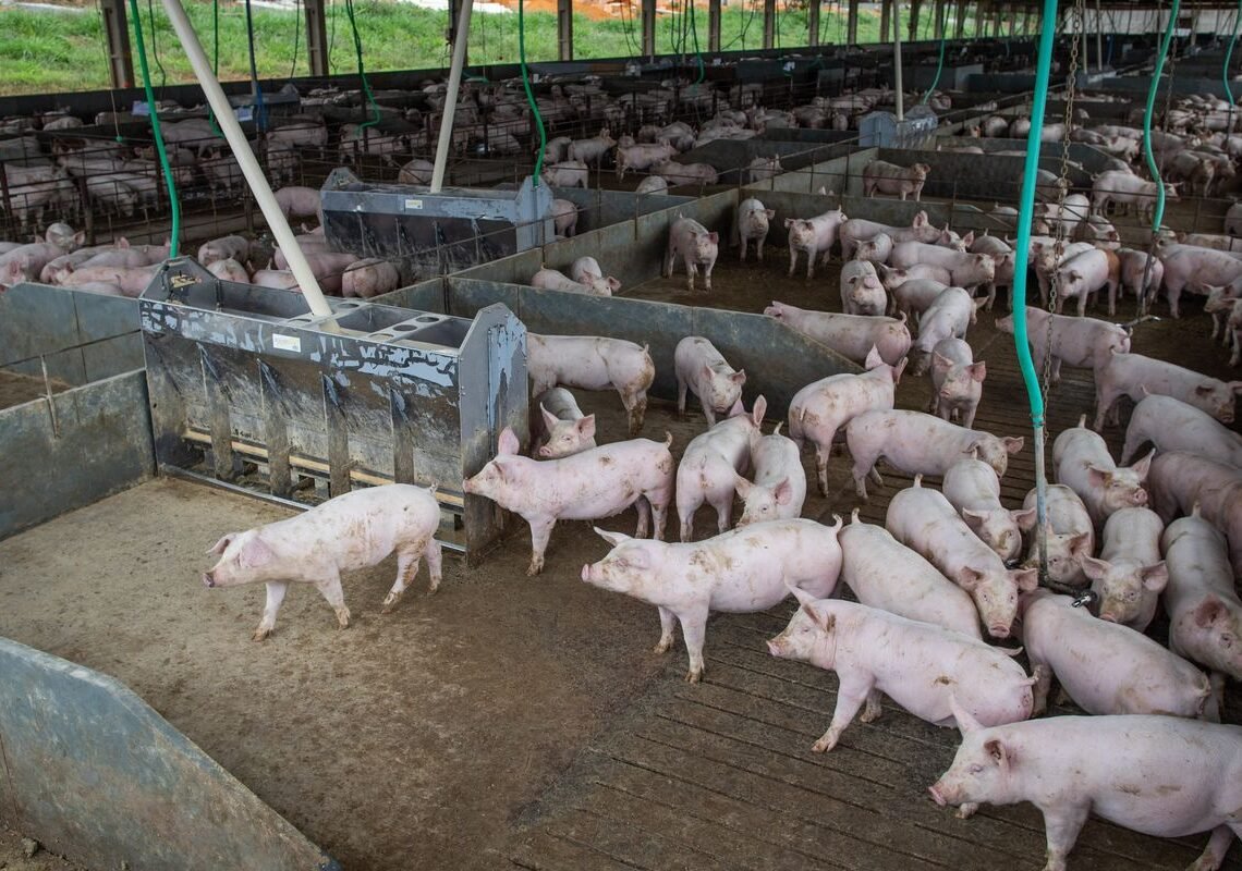 Produção de carne suína e de frango terá volume recorde em 2026