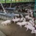 Produção de carne suína e de frango terá volume recorde em 2026