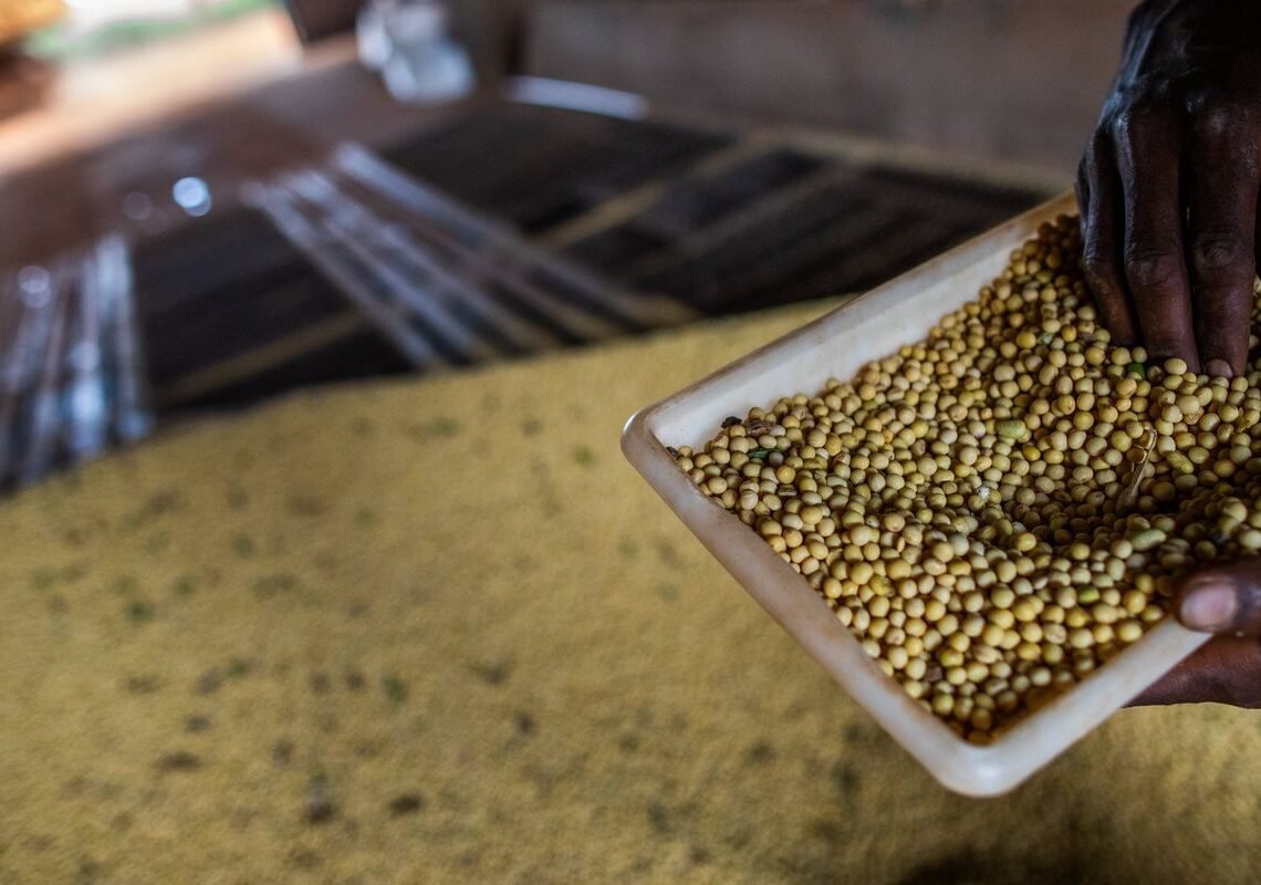 Sorriso, no MT, tem maior PIB agrícola do país; veja o ranking