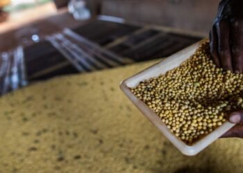 Sorriso, no MT, tem maior PIB agrícola do país; veja o ranking