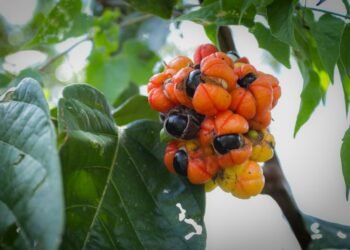 Lei reconhece Maués, no Amazonas, como Capital Nacional do Guaraná – Notícias