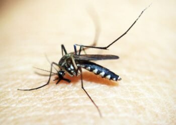 Casos de dengue e chikungunya custaram R$ 1,2 bi ao sistema de saúde