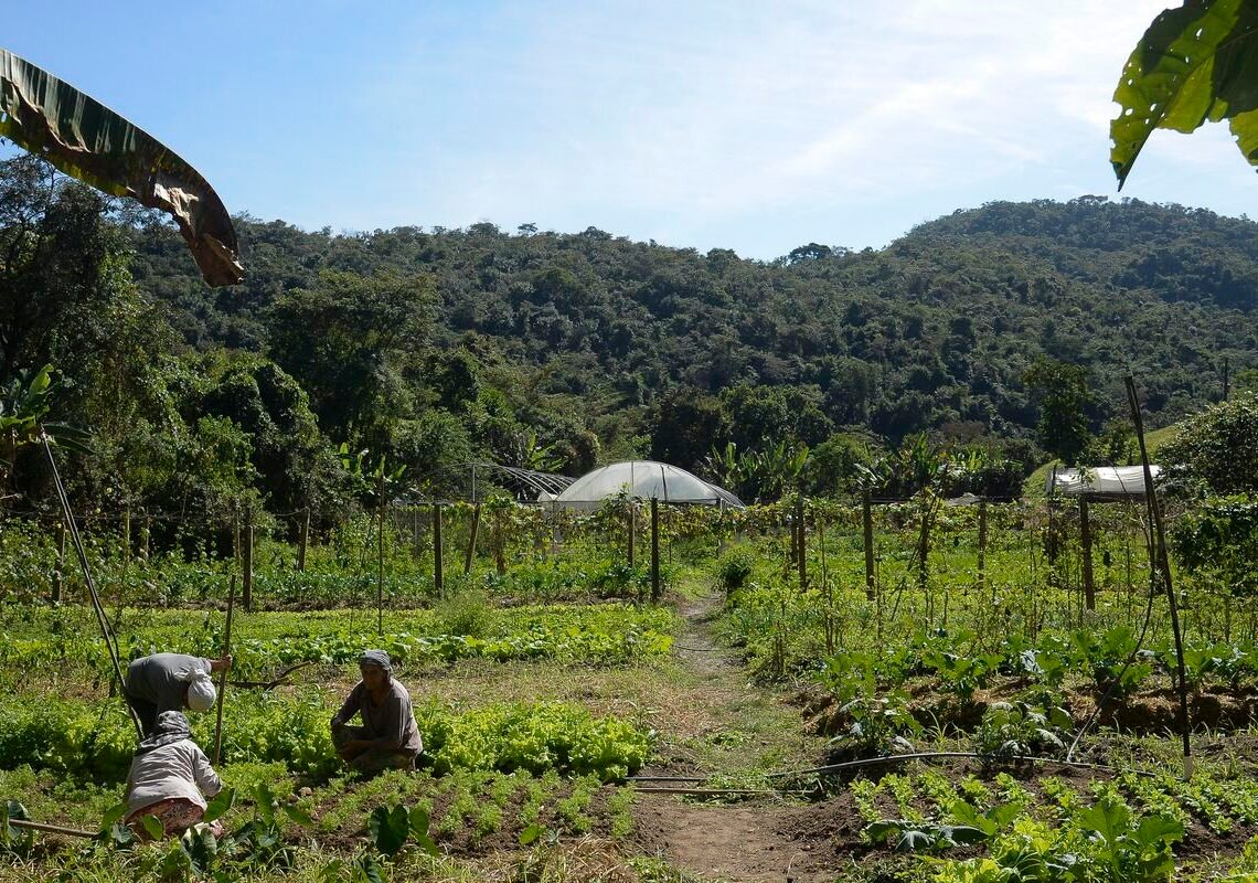 Lula autoriza uso de R$ 12 bilhões para renegociação de dívidas rurais