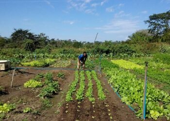 Sancionada lei que amplia acesso de agricultores familiares ao Garantia-Safra — Senado Notícias