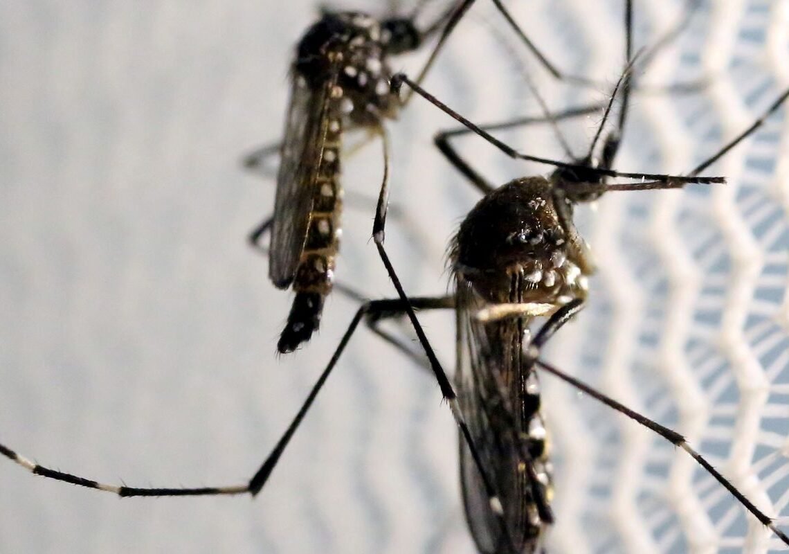Dia D de combate ao Aedes aegypti ocorre neste sábado em todo o país
