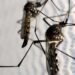Dia D de combate ao Aedes aegypti ocorre neste sábado em todo o país