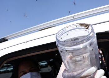 Saúde libera mosquitos estéreis para frear reprodução do Aedes