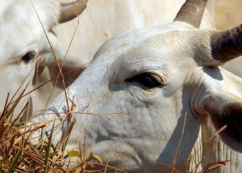 Bois exportados vivos: ONGs denunciam precariedade e riscos ambientais