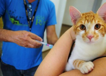 Lei oficializa Julho Dourado para promover saúde animal e prevenir zoonoses — Senado Notícias