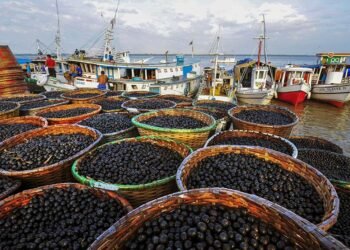 Açaí é reconhecido em lei como fruta nacional — Senado Notícias