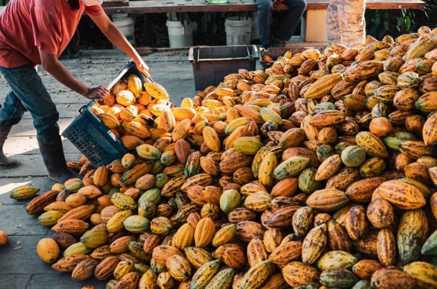 Projeto do Senado que cria incentivos ao setor do cacau é transformado em lei — Senado Notícias