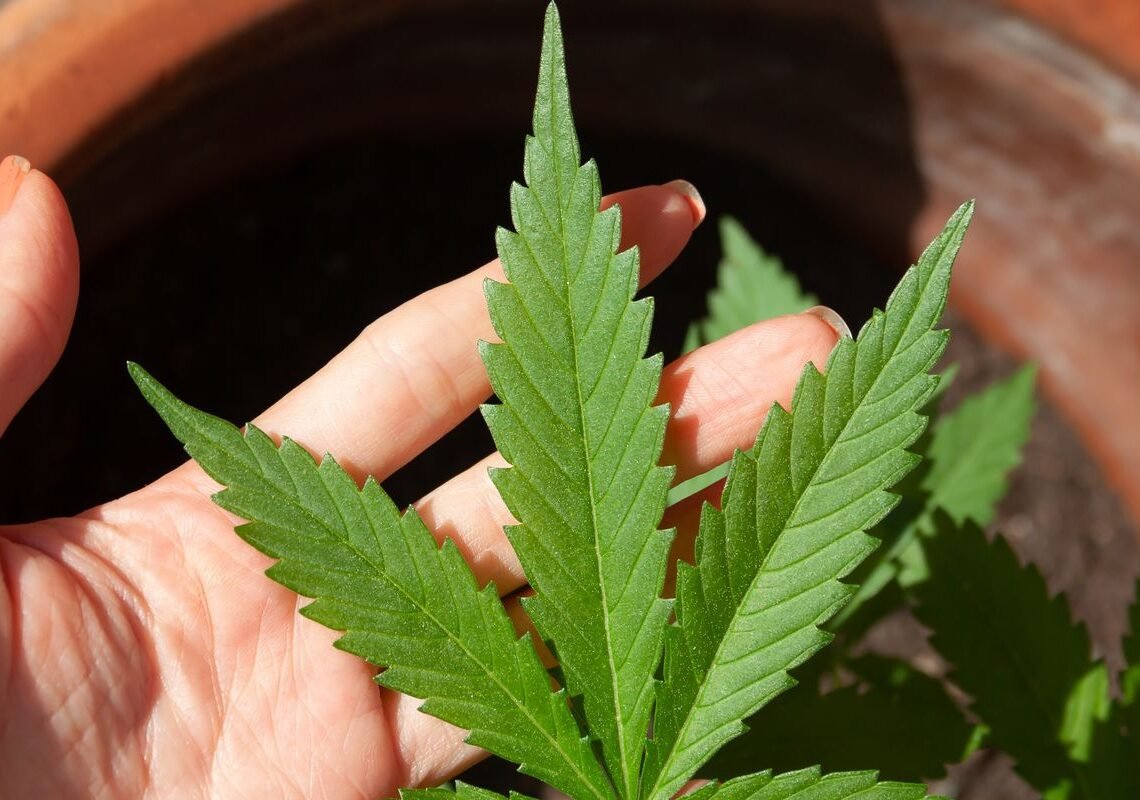 Anvisa discute nesta quarta regras para a produção de cannabis no país