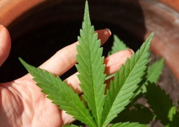 Anvisa discute nesta quarta regras para a produção de cannabis no país