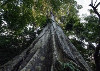 licenciamento ambiental e COP 30 marcam atividade no Senado — Senado Notícias