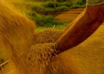 Lei reconhece Mirim Doce, em Santa Catarina, como Capital Nacional do Melhor Arroz – Notícias