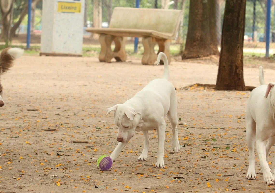 Estatuto dos Cães e Gatos pode ampliar pena para quem maltrata animais