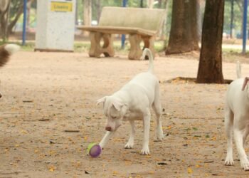 Estatuto dos Cães e Gatos pode ampliar pena para quem maltrata animais