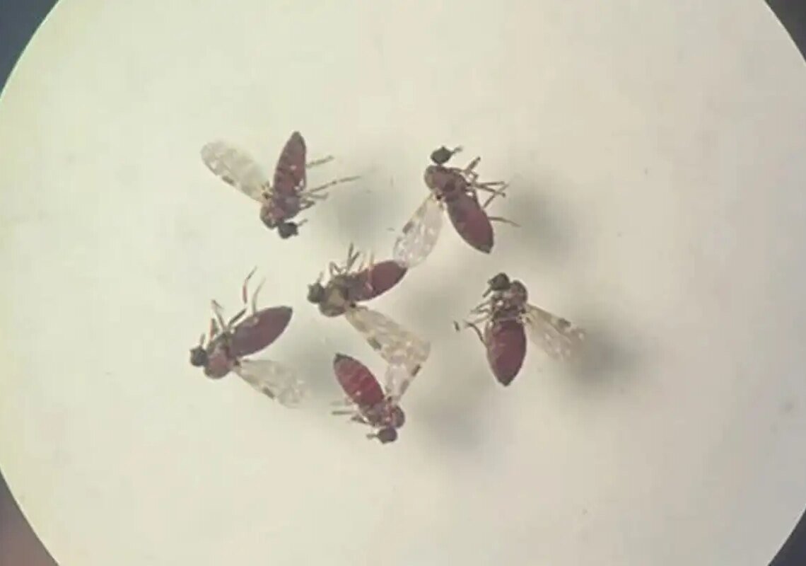 Estudo explica diferença de sintomas entre febre do Oropouche e dengue