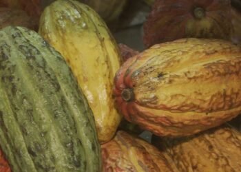 Governo suspende importação de cacau da Costa do Marfim